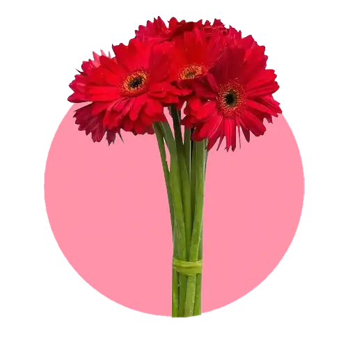 گل ژربرا | gerbera