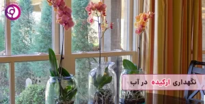 کاشت و نگهداری ارکیده در آب