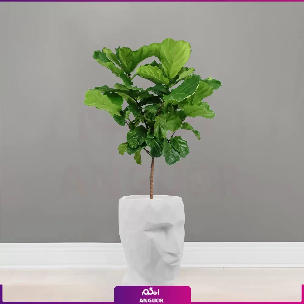 گلدان دکوراتیو طرح چهره manface همراه با لیراتا (در چند رنگ مختلف) - Image 3