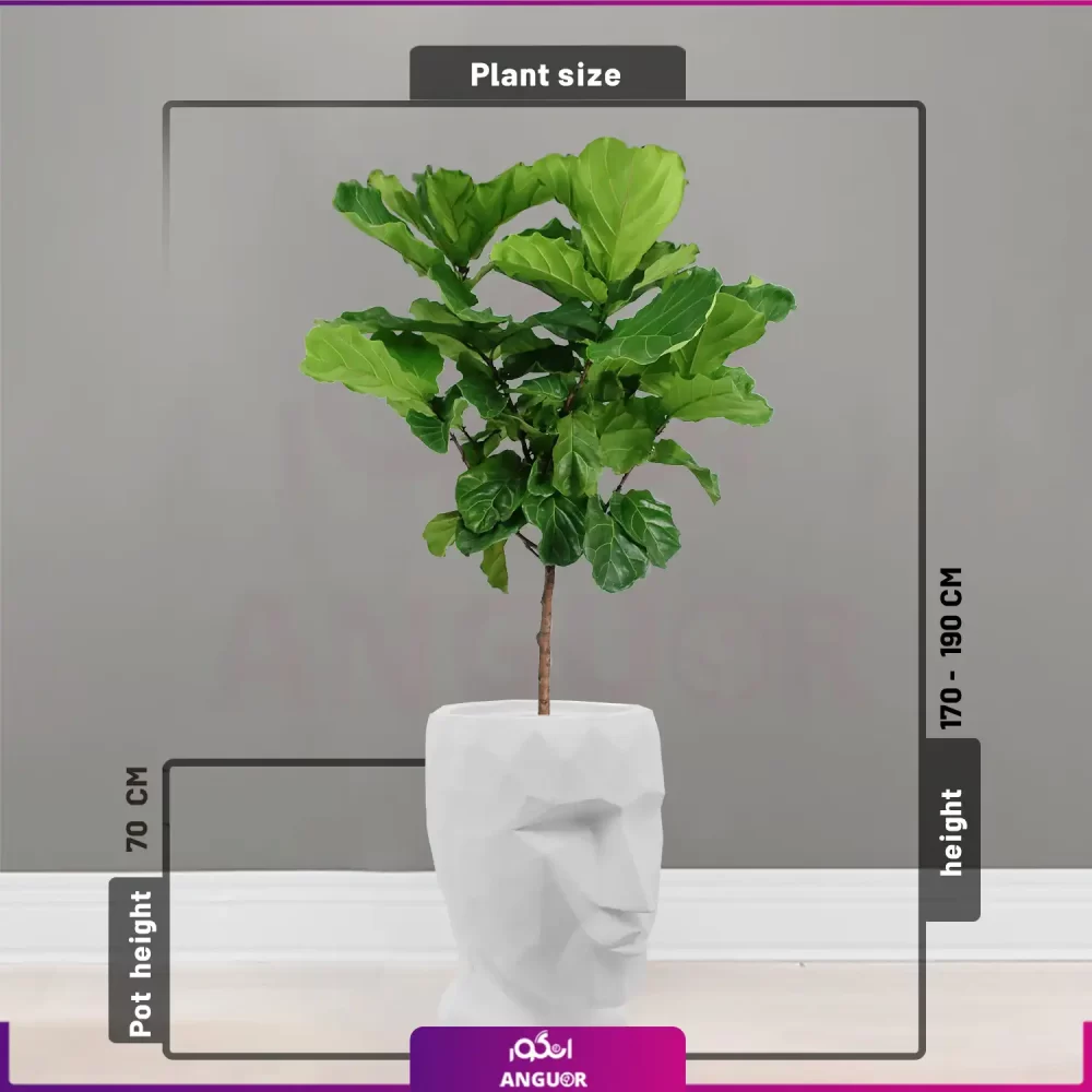 گلدان دکوراتیو طرح چهره manface همراه با لیراتا (در چند رنگ مختلف) - Image 4