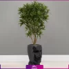 خرید + عکس + سفارش گلدان دکوراتیو طرح چهره manface همراه با یله موآ سایز بزرگ (در چند رنگ مختلف) (2)