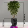 گلدان دکوراتیو طرح چهره manface همراه با پله موآ سایز بزرگ (در چند رنگ مختلف) - Image 3
