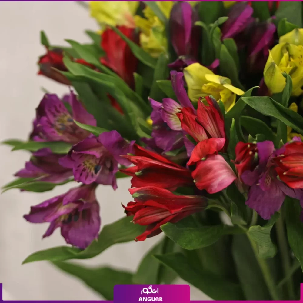 خرید و سفارش دسته گل - دسته گل آلسترومریا - هدیه گل - انگور
