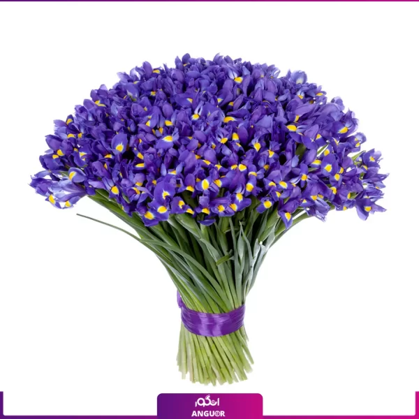 خرید دسته گل زنبق بنفش- دسته گل بزرگ- انگور
