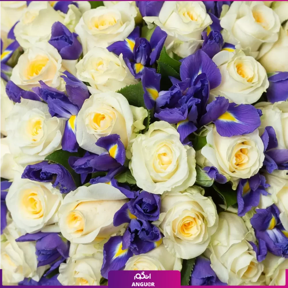 دسته گل زنبق بنفش و گل رز سفید -انگور
