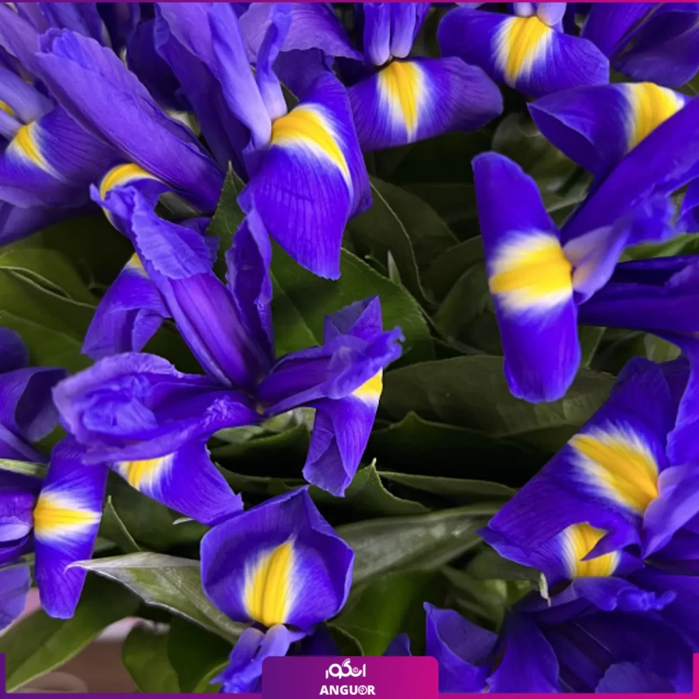 خرید دسته گل زنبق بنفش - سفارش آنلاین گل - انگور