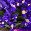 خرید دسته گل زنبق بنفش - سفارش آنلاین گل - انگور