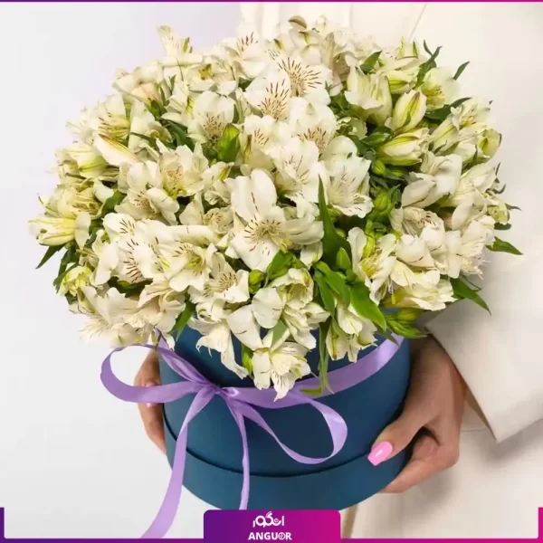 باکس گل آلسترومریا سفید (25 شاخه) - خرید آنلاین گل - انگور