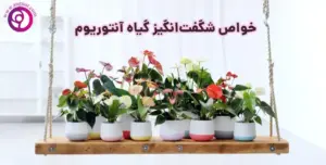 خواص گیاه آنتوریوم