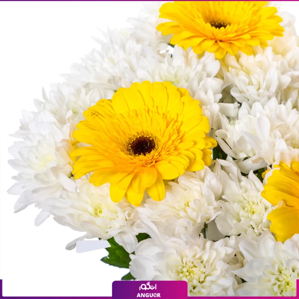 خرید دسته گل ژربرا زرد و داوودی سفید - خرید آنلاین گل - انگور