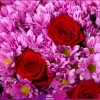 خرید گل داوودی - خرید آنلاین گل - خرید گل رز و داوودی صورتی