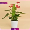 گلدان آنتوریوم قرمز  (ارسال به دبی و امارات) - Image 2