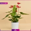 گلدان آنتوریوم قرمز  (ارسال به دبی و امارات)