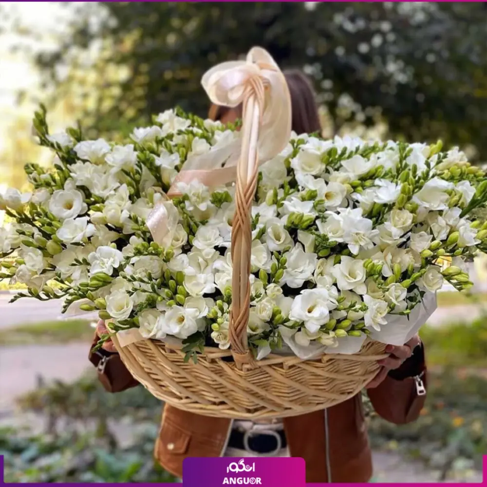 خرید سبد گل سفید- سفارش سبد گل 80 شاخه فرزیا- سبد گل با فرزیای سفید-انگور