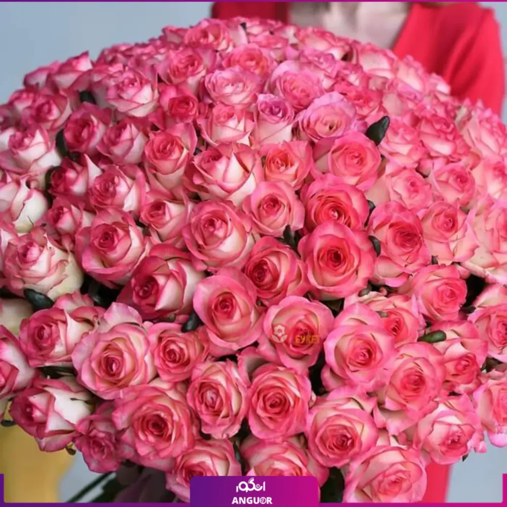 خرید دسته گل رز لب صورتی - 201 شاخه گل رز لب صورتی - گل رز لب صورتی -انگور