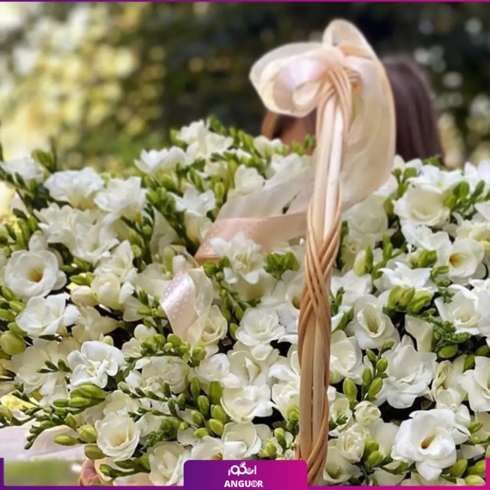 خرید سبد گل سفید- سفارش سبد گل 80 شاخه فرزیا- سبد گل با فرزیای سفید-انگور