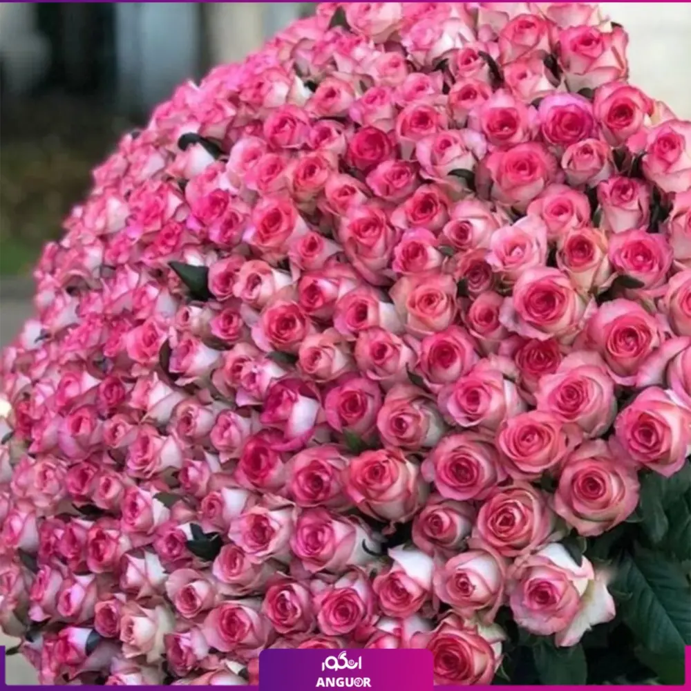 خرید دسته گل رز لب صورتی غول پیکر - سفارش آنلاین گل - 301 شاخه گل رز لب صورتی-انگور