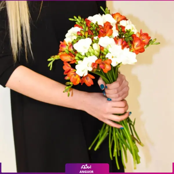 خرید و سفارش سته گل فرزیا - سفارش دسته گل فرزیا دو رنگ - خرید دسته گل فرزیا سفید - دسته گل فرزیا نارنجی-انگور