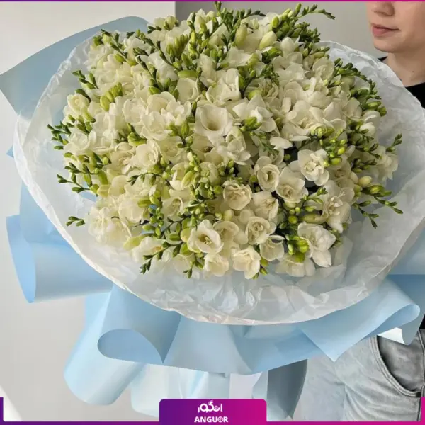 خرید و سفارش سته گل فرزیا سفید - دسته گل فرزیای 58 شاخه -انگور