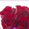 خرید دسته گل رز 7شاخه- سفارش آنلاین دسته گل - دسته گل رز قرمز-انگور