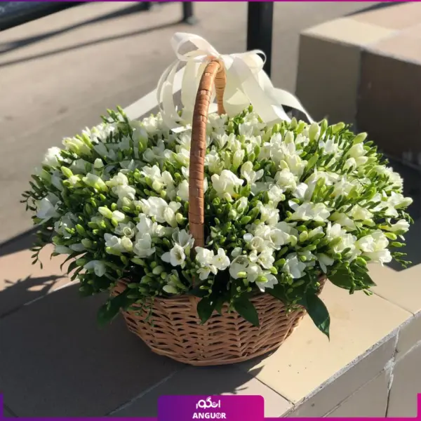 خرید سبد گل سفید- سفارش سبد گل 80 شاخه فرزیا- سبد گل با فرزیای سفید-انگور