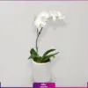 خرید گل اپارتمانی -سفارش گل ارکیده تک شاخه-انگور