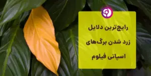گل فروشی آنلاین زعفرانیه - انگور