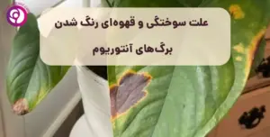 علت سوخته شدن و قهوه ای شدن برگ آنتوریوم