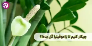 نحوه گلدهی زاموفیلیا