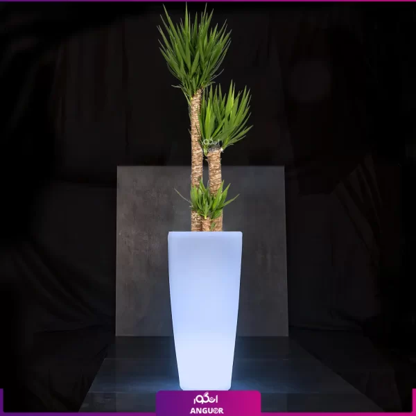 خرید + سفارش + عکس + قیمت گلدان نورانی همراه با یوکا سه شاخه (200 - 230 سانتی) (1)