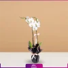 خرید گل اپارتمانی -سفارش گل ارکیده دو شاخه-انگور