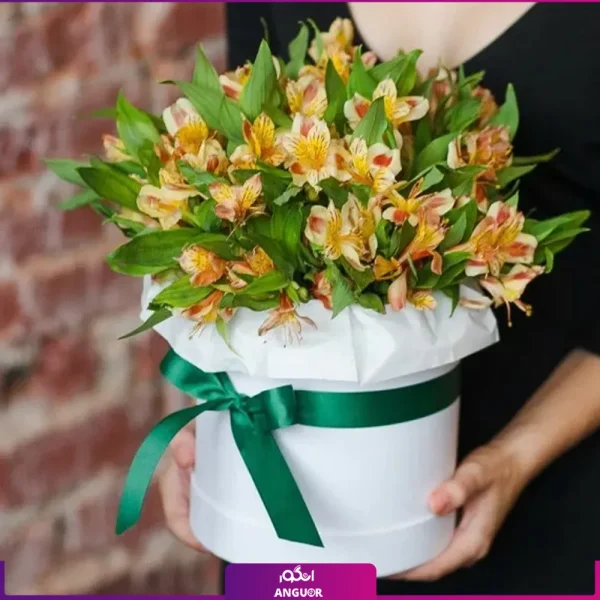 باکس گل آلستر- خرید آنلاین گل آلستر نارنجی- انگور