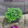 گلدان میخک هندی - گل فضای باز - انگور