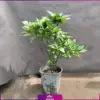 گلدان اکوبا - گل اکوبا 140 سانتی متری - گیاه فضای باز-انگور