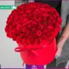 باکس گل 100 شاخه رز قرمز (رز هلندی)