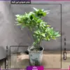 گلدان اکوبا - گل اکوبا 140 سانتی متری - گیاه فضای باز-انگور