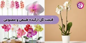 قیمت گل ارکیده