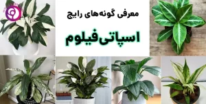معرفی انواع گیاه اسپاتی فیلوم