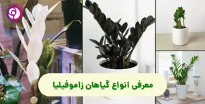 معرفی انواع گیاهان زاموفیلیا