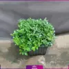 گلدان میخک هندی - گل فضای باز - انگور