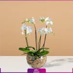 گلدان ارکیده سفید - ارکیه مینیاتوری - گلدان ارکیده 4 شاخه - انگور