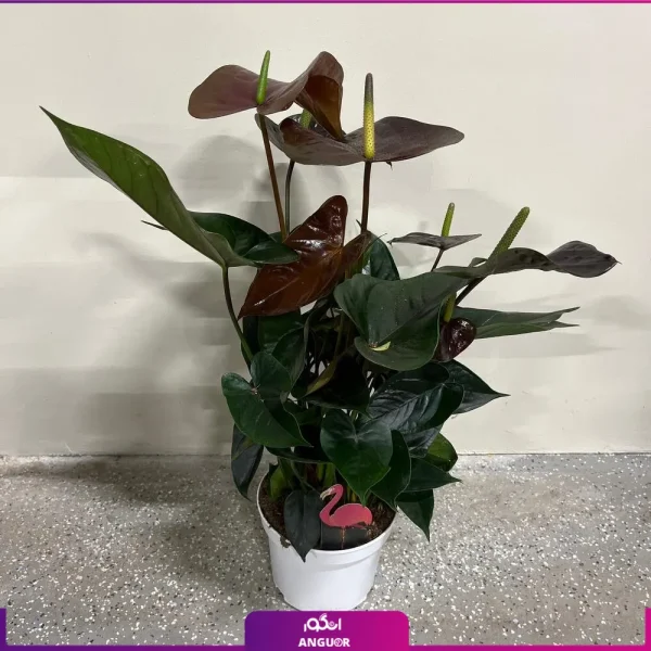 خرید گل آنتوریوم مشکی - خرید گلدان آنتوریوم - سفارش آنلاین گل