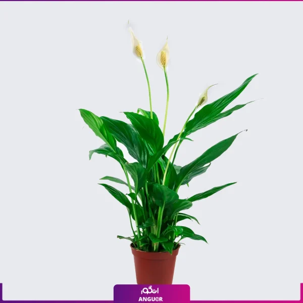خرید گلدان اسپاتی فیوم - گل اسپاتی فیلوم - گلفروشی آنلاین گل-