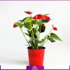 خرید گل آنتوریوم - سفارش آنلاین گل-آنتوریوم قرمز - گل آنتوریوم به همراه گلدان