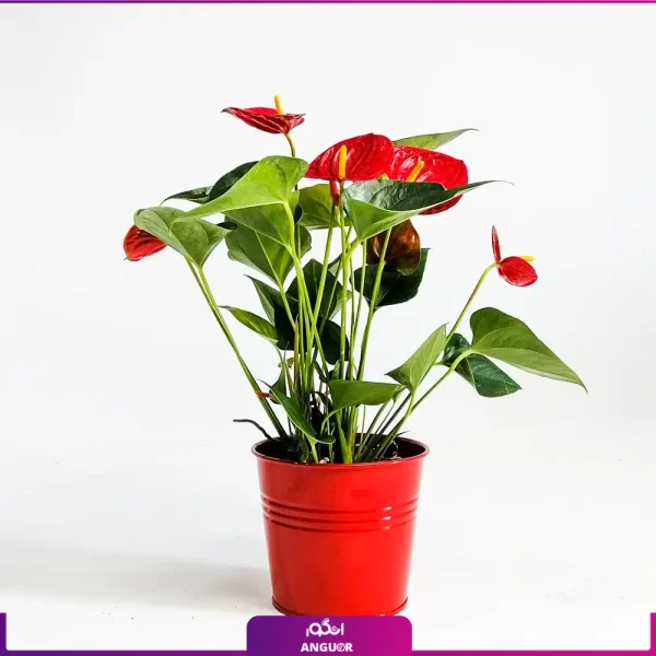 خرید گل آنتوریوم - سفارش آنلاین گل-آنتوریوم قرمز - گل آنتوریوم به همراه گلدان