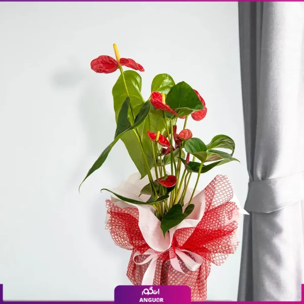 خرید گل آنتوریوم - سفارش آنلاین گل-خرید آنتوریوم قرمز