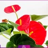 خرید گل آنتوریوم - سفارش گل آپارتمانی-آنتوریوم قرمز