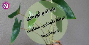 بابا آدم گورخری شرایط نگهداری مشکلات و بیماری‌ها