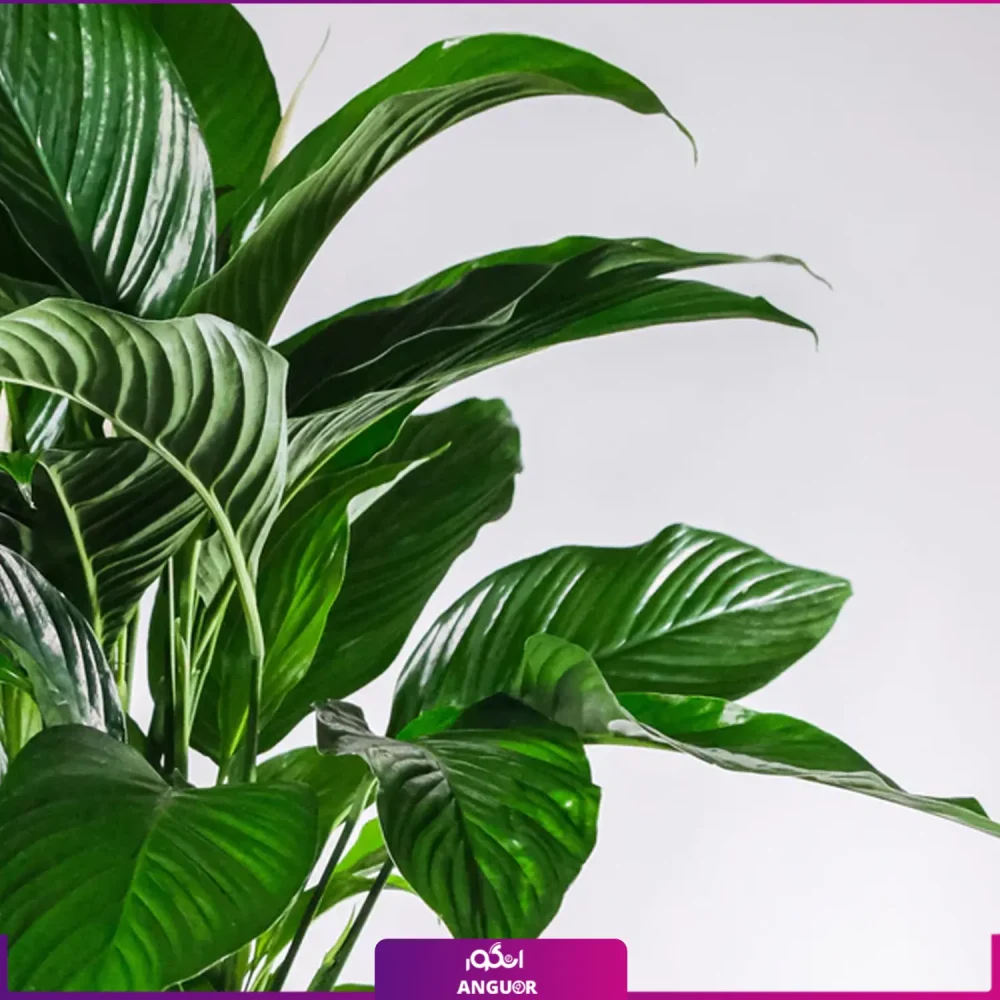 خرید گلدان اسپاتی فیوم - گل اسپاتی فیلوم - گلفروشی آنلاین گل-