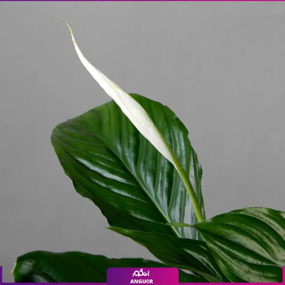 خرید گل اسپاتی فیلوم بزرگ-قیمت+عکس قبل از خرید-گلدان اسپاتی فیلوم بزرگ-انگور